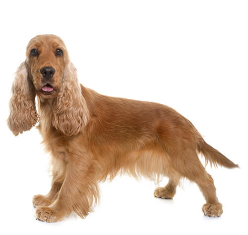 Fashion english cocker spaniel